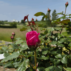 En uge i naturens favn med shamanisme